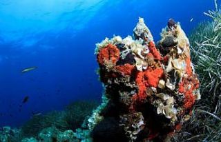 Arıtma suyunun kalitesi Körfez’deki yaşamı da...