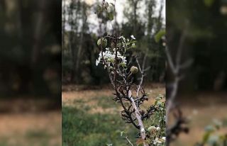Armut ağacı Ekim’de çiçek açtı