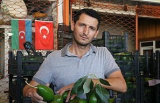 Artan avokado hırsızlığı üreticileri isyan ettirdi