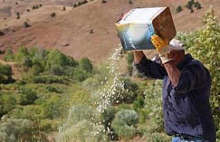Ata tohumlarıyla üretilen kuru fasulye, rüzgar...