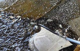 Atatürk Barajı’nda milyonlarca balık üretiliyor