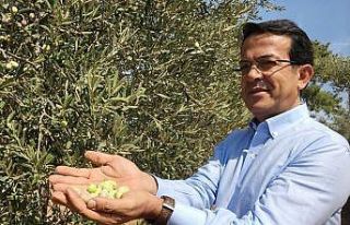 ATB, zeytin tiplerinin biyokimyasal ve duyusal farklılıklarını...