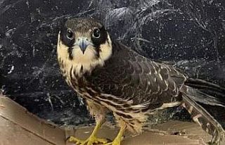 Ateşli silahla vurulan Delice Doğan tedavi altına...