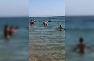 Avlanan yunuslar Rus turistlerin arasına daldı