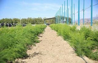 Aydın Büyükşehir Belediyesi’nin Çiftçi Merkezi’nde...