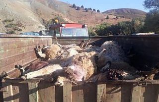 Ayılar, koyunların yarısını pençeleriyle öldürmüş