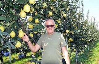 Ayva üretimini patlatacak gelişme