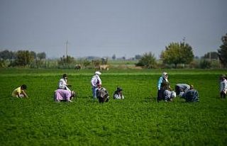 Azerbaycan’da savaşın gölgesinde havuç hasadı