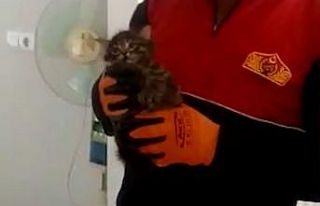 Bacada saatlerce mahsur kalan kedi kurtarıldı