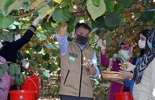 Bakan Pakdemirli: "Kivi üretimi 74 bin tona...