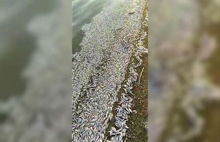 Balık ölümleri Eskişehir sınırına sıçradı