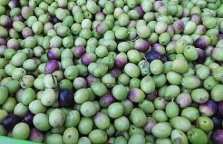 Balıkesir’de yeşil zeytin hasadı başladı