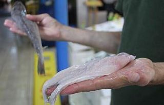 Balon balığı etinin fileto gibi satıldığı iddiası