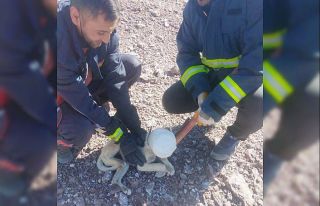Başı plastik bidona sıkışan köpek itfaiye rafından...