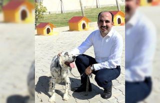 Başkan Altay: "Sokak hayvanları için örnek...