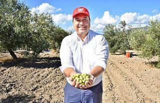 Başkan Dutlulu, belediyeye ait arazilerde zeytin...