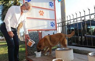 Başkan Tarhan, sokak hayvanlarını besledi