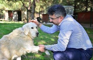 Başkan Yılmaz, ‘can dostları’ sahiplendirdi