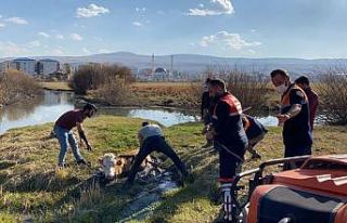 Bataklığa saplanan inek iş makinesiyle kurtarıldı