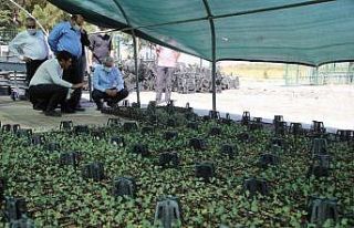 Battalgazi güzelleştiriyor