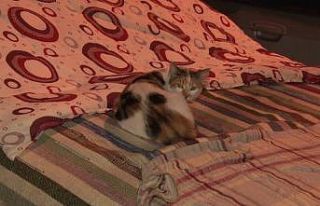 Beklenen dolu yağışı öncesi vatandaşlar araçlarını...