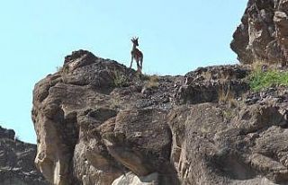 Belgeselleri aratmayan görüntüler