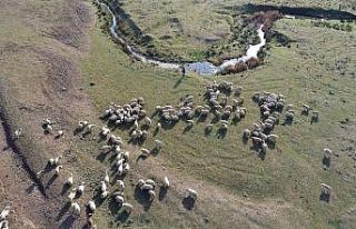 Besiciler yaylalarda son günlerini geçiriyor