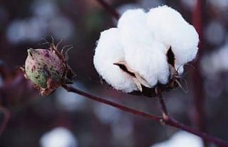 "Beyaz Altın" pamuk için toplandılar