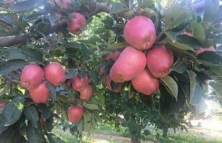Beyşehir’de elma hasadına başlandı