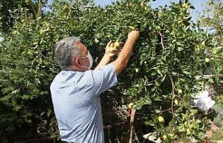 Beyşehir’de hünnap meyvesi üretimi yaygınlaştırılacak