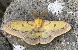 Beytüşşebap’ta boynuzlu kelebek görüldü