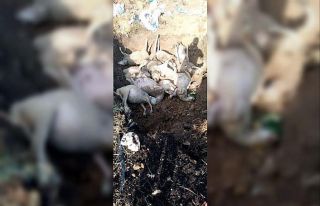 Biga’ya yıldırım düştü, 13 koyun telef oldu