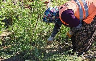 Bilecik Belediyesi tarafından üretilen saksı fidanlar...