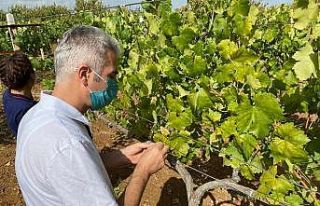 Bilecik’te ’armut kaplanı’ böceği kontrolü...
