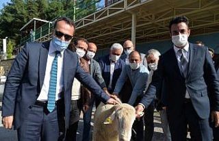 Bilecik’te kıvırcık ırkı damızlık 308 adet...