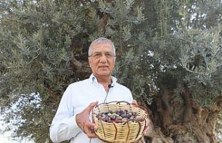 Bin 203 yaşındaki anıt ağacın zeytinleri eğitime...