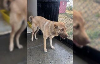 Bingöl’de arka ayakları aksayan köpeğe belediye...