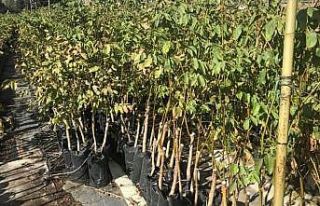 Bingöl’de çiftçilere hibeli ceviz fidanı