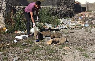 Bingöllü aşçıdan, çöp kenarlarında bulduğu...