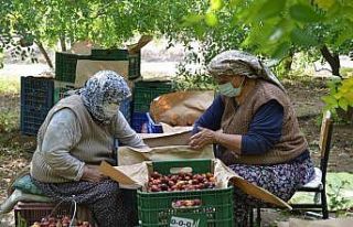Bir ağaçtan 20 kilogram elde ediliyor, kilosu 10...