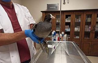 Bitkin bulunan sakarmeke kuşu tedavisinin ardından...