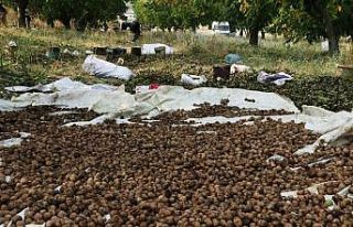 Bitlis çiftçisi bu yıl cevizden 150 milyon TL kazanacak