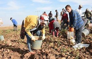 Bitlis’te patatesten bu yıl 350 milyon TL gelir...