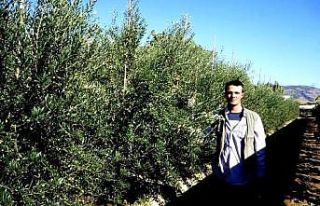 Bodur zeytin umut oldu