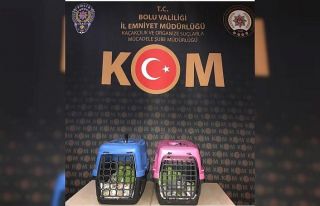 Bolu’da papağan kaçakçılarına operasyon: 2...