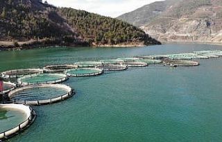 Borçka Barajı’nda üretilen Türk somonları dünyaya...