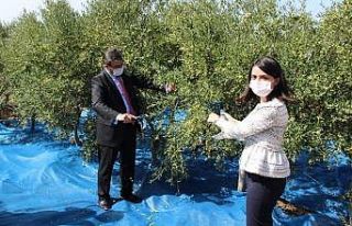 Bozcaada’da zeytin hasadı başladı, ilk zeytini...