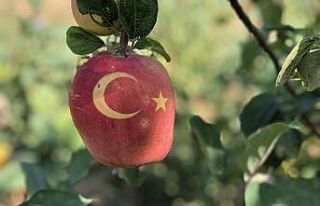 Bu ayvayı gören hayrete düşüyor