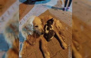 Bu kedinin tek dostu köpek