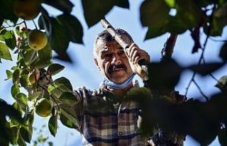 Bu meyve ağacının Gümüşhane’de başka eşi...